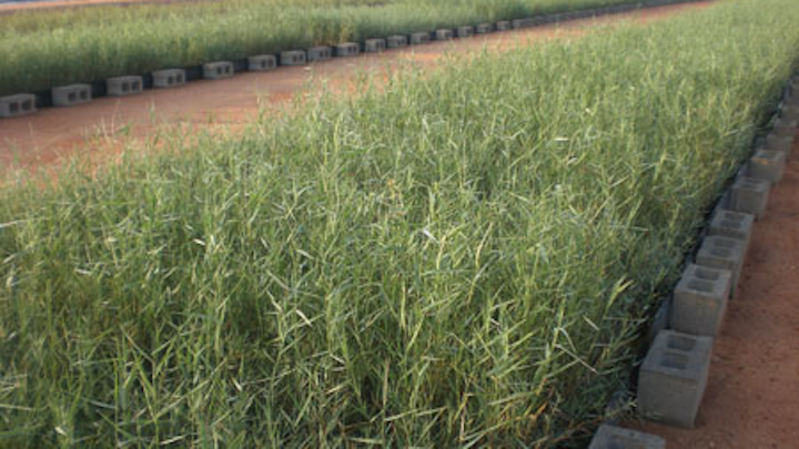 Oman Reed Bed