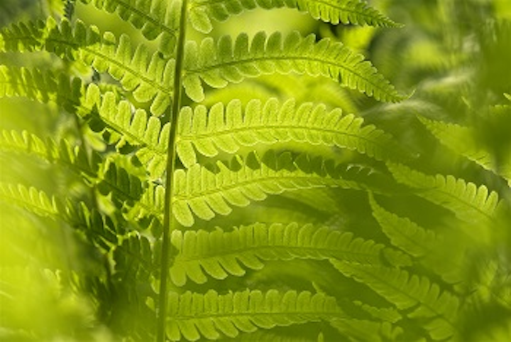 Content Dam Ww Online Articles 2017 02 Leaf Web