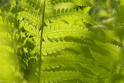 Content Dam Ww Online Articles 2017 02 Leaf Web Content Dam Ww Online Articles 2017 02 Leaf Web