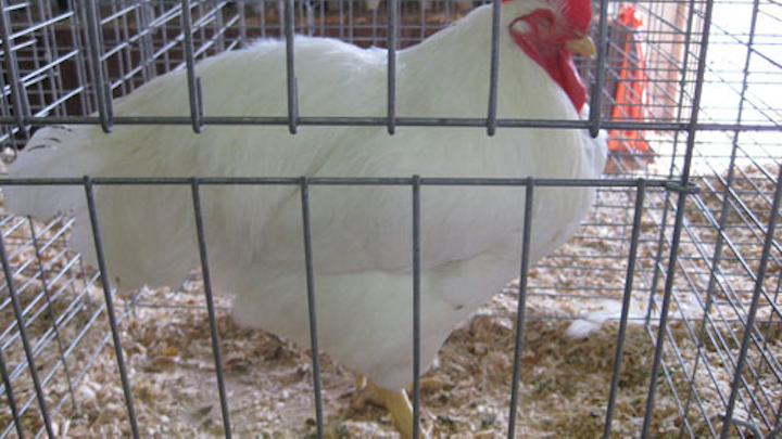 Content Dam Ww Online Articles 2017 03 1280px White Plymouth Rock Rooster