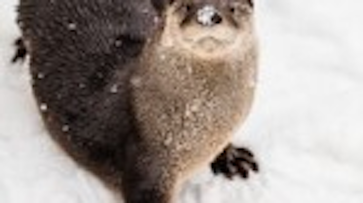 Photo courtesy of the Montreal Ecomuseum Zoo.