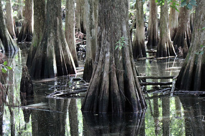 Content Dam Ww Online Articles 2017 06 Swamp 821666 640
