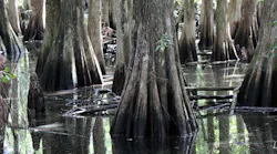 Content Dam Ww Online Articles 2017 06 Swamp 821666 640