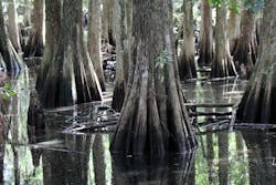 Content Dam Ww Online Articles 2017 06 Swamp 821666 640 Content Dam Ww Online Articles 2017 06 Swamp 821666 640