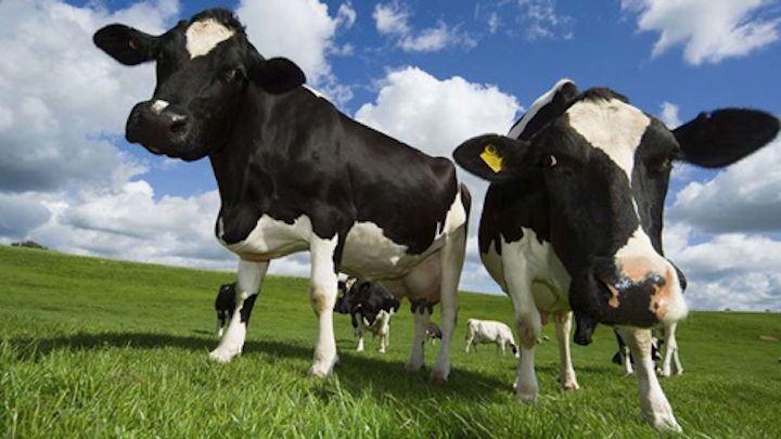 Content Dam Ww Online Articles 2017 07 040216 Dairy Cows 615x346
