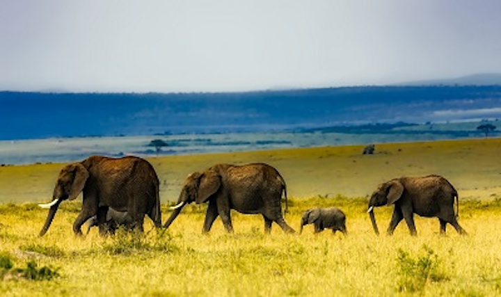 Content Dam Ww Online Articles 2017 07 Africa 1903017 1920