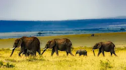 Content Dam Ww Online Articles 2017 07 Africa 1903017 1920