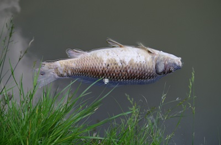 Content Dam Ww Online Articles 2017 07 Pollution Fish