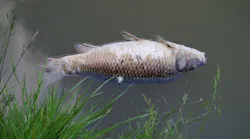 Content Dam Ww Online Articles 2017 07 Pollution Fish