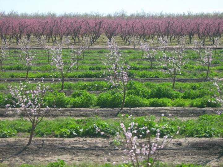 Content Dam Ww Online Articles 2017 08 Almondtrees