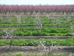 Content Dam Ww Online Articles 2017 08 Almondtrees Content Dam Ww Online Articles 2017 08 Almondtrees