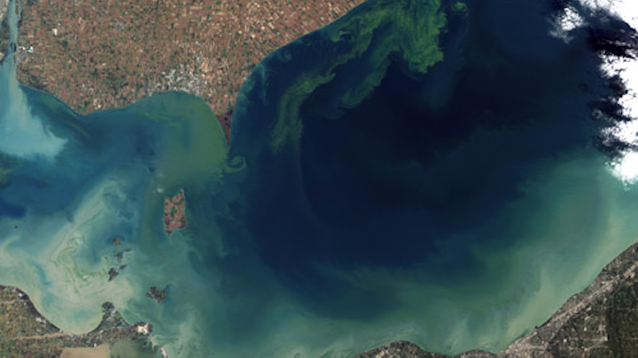 Toxic algal bloom in Lak Erie. Photo: Wikimedia Commons.
