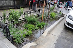 Bioswale in Bushwick, Brooklyn. Photo NYC Water. Bioswale in Bushwick, Brooklyn. Photo NYC Water.