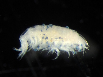 Content Dam Ww Online Articles 2017 09 Shrimp Microplastcis