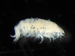 Content Dam Ww Online Articles 2017 09 Shrimp Microplastcis Content Dam Ww Online Articles 2017 09 Shrimp Microplastcis