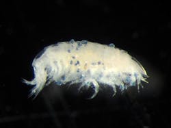 Content Dam Ww Online Articles 2017 09 Shrimp Microplastcis Content Dam Ww Online Articles 2017 09 Shrimp Microplastcis