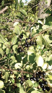 Sw1710 32 2 169x300 Sw1710 32 2 169x300