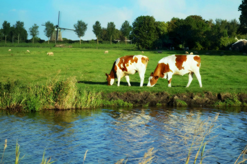 Content Dam Ww Online Articles 2017 11 Holland Landscape Windmill Cows Grass Polder Dutch Cows Dutch Windmill 539569