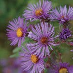 Ernst 1 150x150 Ernst 1 150x150