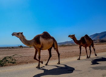 Content Dam Ww Online Articles 2017 12 Oman Salalah