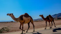 Content Dam Ww Online Articles 2017 12 Oman Salalah