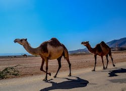 Content Dam Ww Online Articles 2017 12 Oman Salalah Content Dam Ww Online Articles 2017 12 Oman Salalah