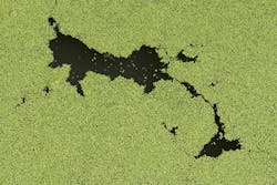 Algae Generic Algae Generic