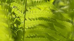 Content Dam Ww Online Articles 2018 05 Aquaporin