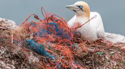 1805wwiplasticpollutionbird