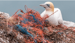 1805wwiplasticpollutionbird 1805wwiplasticpollutionbird