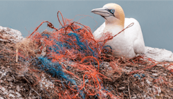 1805wwiplasticpollutionbird 1805wwiplasticpollutionbird