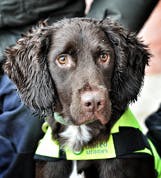 1805wwisnipeworkssnow40 1805wwisnipeworkssnow40