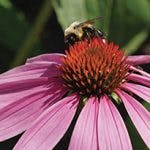 Applewood Seed Co 150x150 Applewood Seed Co 150x150