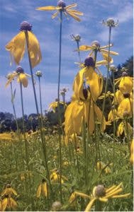 Ernst 189x300 Ernst 189x300