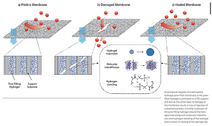 What type of dmg does sion download