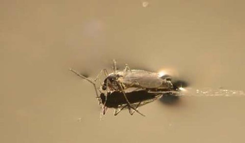 A midge fly enjoys a meal. Credit: Sean McCann