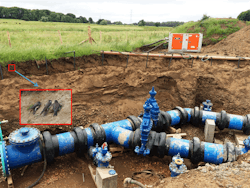 Sand Martins At Cwa Irvine Bypass Sand Martins At Cwa Irvine Bypass