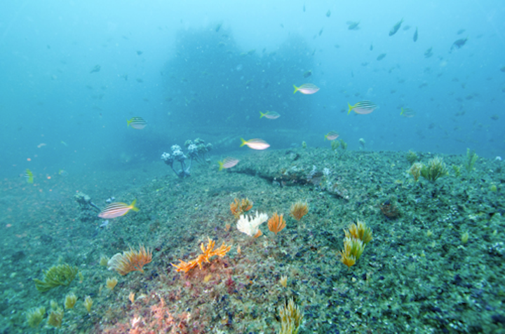 Content Dam Ww Online Articles 2018 09 Wwi Sydney Desal Study Sponges In Front Of Outfall 2 Edited