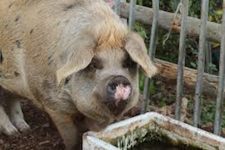 Content Dam Ww Online Articles 2018 10 Iww Pork Processer Nitrogen