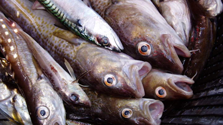 Content Dam Ww Online Articles 2018 12 Wwi Thames A Bucket Of Fish By Mats Hagwall