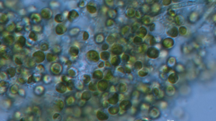 Chlorella vulgaris algae grown in wastewater.