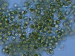 Chlorella vulgaris algae grown in wastewater.