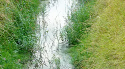 Content Dam Ww Online Articles 2019 01 Ww Ditchwater