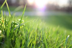 Content Dam Ww Online Articles 2019 01 Ww Quebec Blade Of Grass Depth Of Field Environment 580900