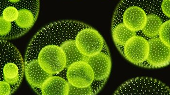 Content Dam Ww Online Articles 2019 01 Wwi Microalgae