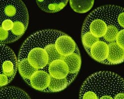 Content Dam Ww Online Articles 2019 01 Wwi Microalgae Content Dam Ww Online Articles 2019 01 Wwi Microalgae