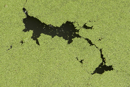 Content Dam Ww En Articles Wwi Print Volume 33 Issue 1 Technology Case Studies Overcoming Algal Attacks Leftcolumn Article Thumbnailimage File