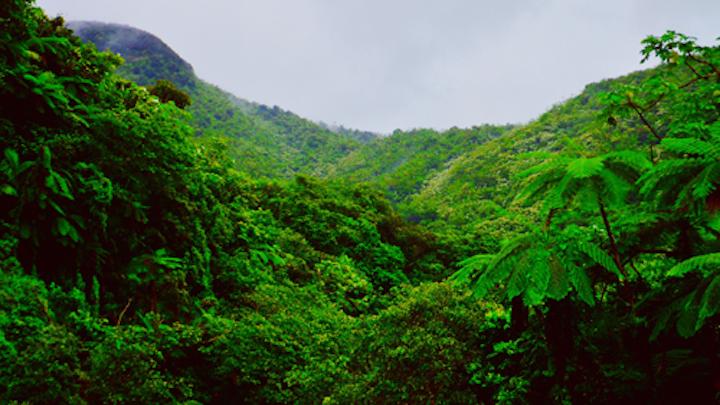 Content Dam Ww Online Articles 2019 03 Iww El Yunque Fog Forest 784148