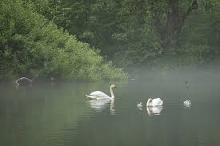 Content Dam Ww Online Articles 2019 03 Swan Lake Pixabay
