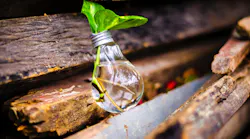 Content Dam Ww Online Articles 2019 04 Ww Bulb Close Up Creative 315658